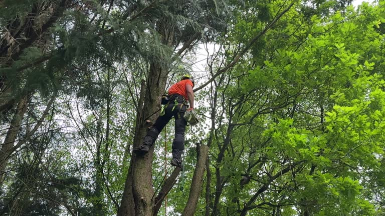 Reliable White Oak, MS Tree Services Solutions